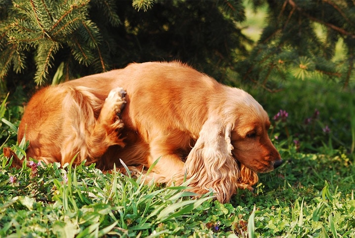 Cachorro na grama.