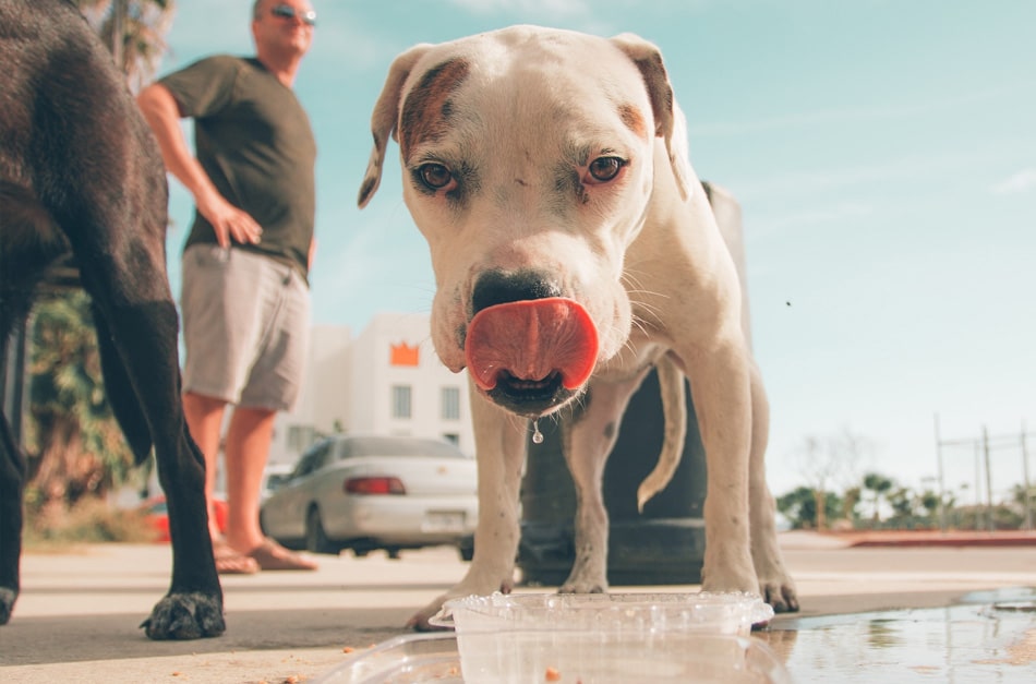 Cachorro bebendo água ao ar livre