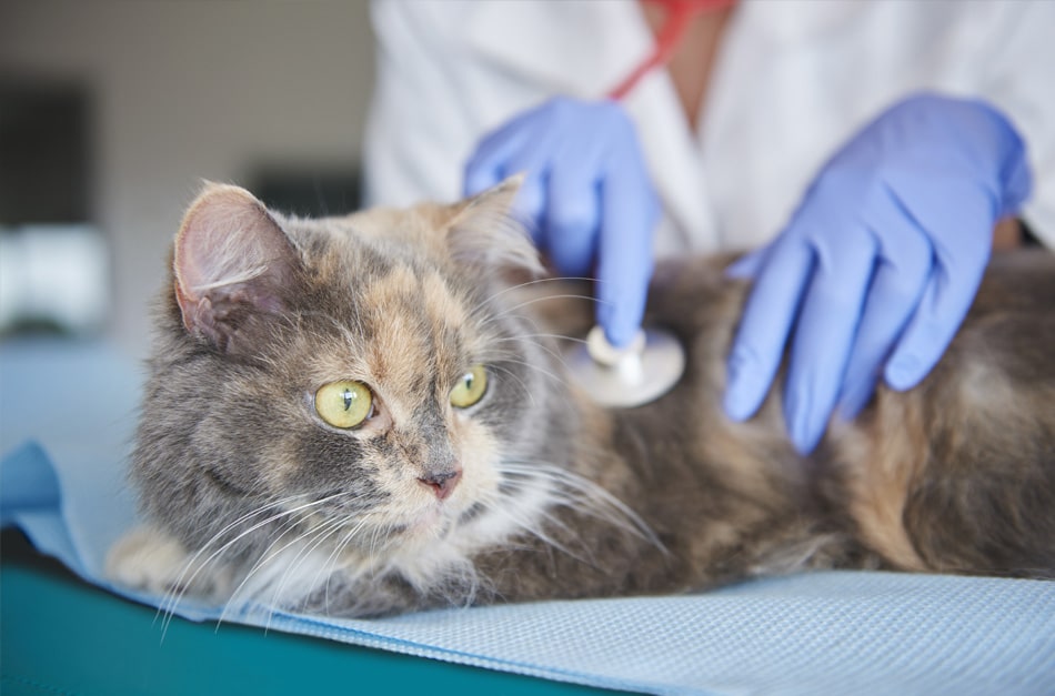 Gato sendo examinado pelo veterinário