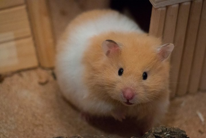 hamster na gaiola