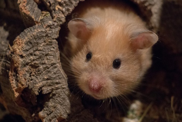 Hamster em uma toca