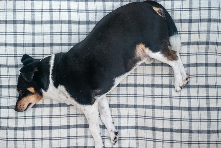 Leer Hambre Sangriento Cachorro com barriga inchada: causas, tratamentos e como evitar