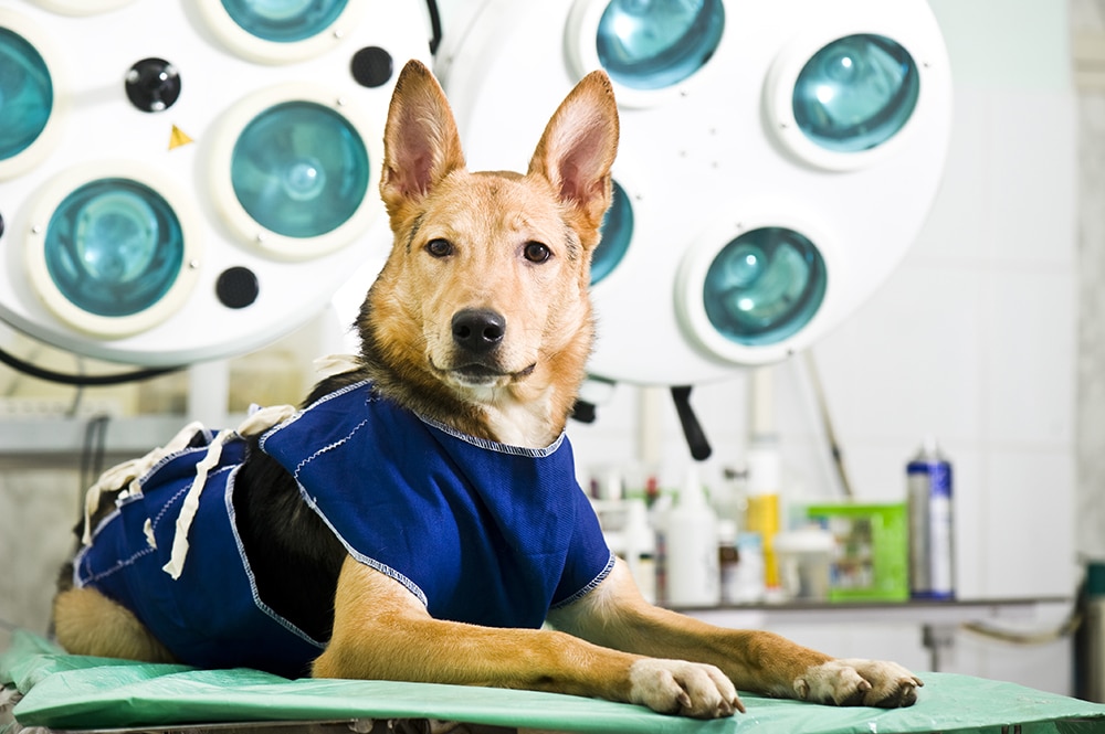 Cachorro com roupa cirúrgica em uma sala de operações