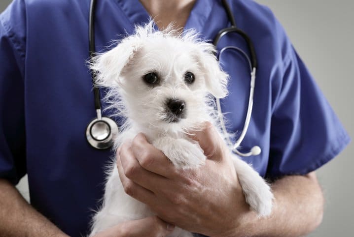 Cãozinho branco nos braços de um médico-veterinário