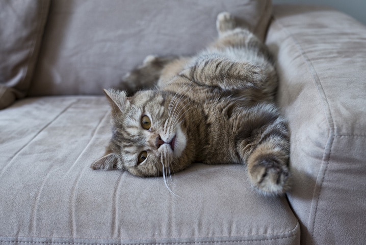 gato brincando no sofá