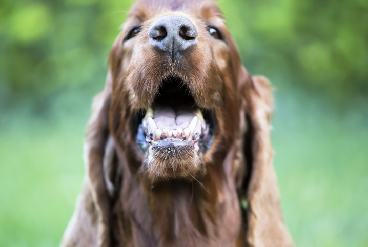 aparelho dentário para cachorro