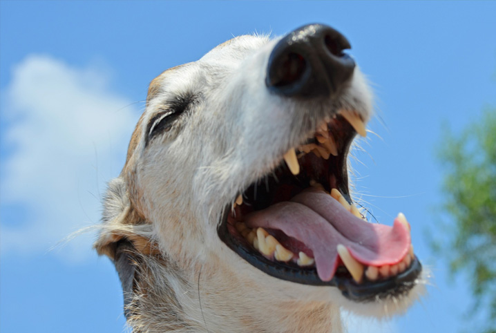 aparelho dentário para cachorro
