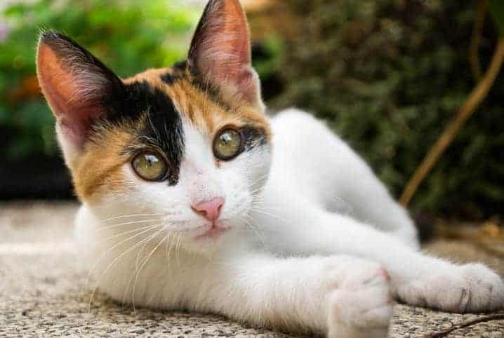 Pneumonia em gatos: veja é feito - Seres