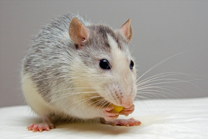 Rato comendo.