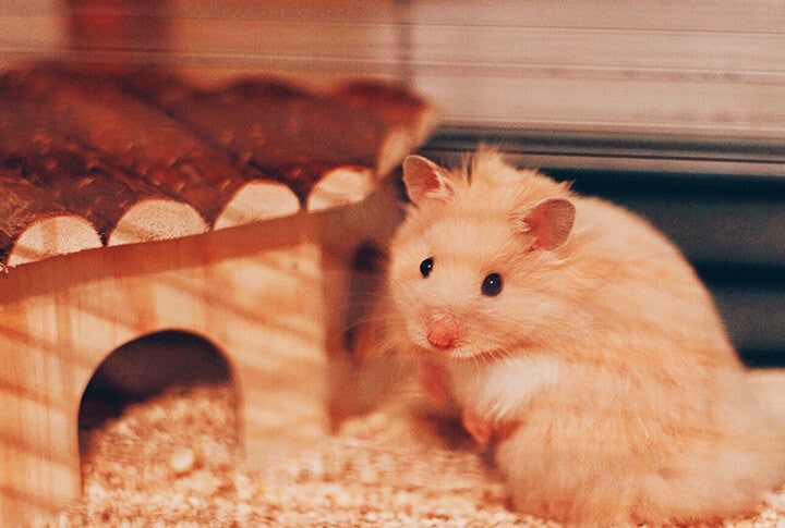 Hamster na gaiola. 
