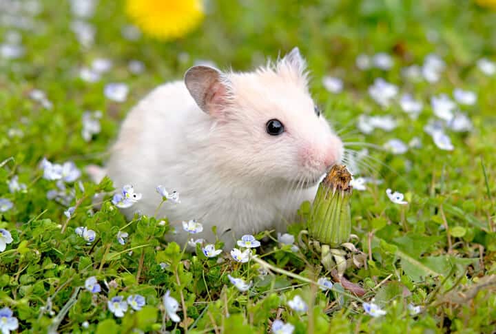 Hamster na grama.